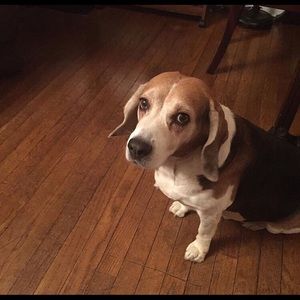 Meet your Posher, Luis